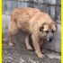 adottato MIKY 11 anni in canile da 10 senza mai una carezza