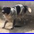 volataGUIA mix setter border 4 anni in canile da cucciola