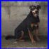 CLAY mix rottweiler 4 anni cresciuto in canile spaventato