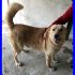 IVAN bellissimo mix labrador miele affettuosissimo