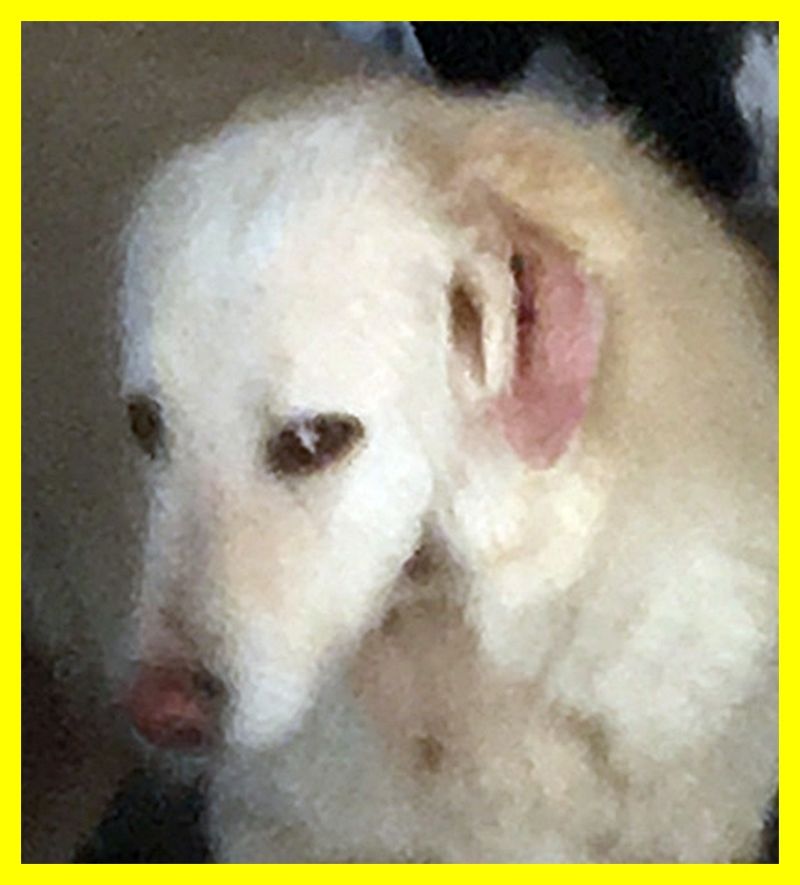 DORIS adozione d'amore mix labrador maremmana con problema