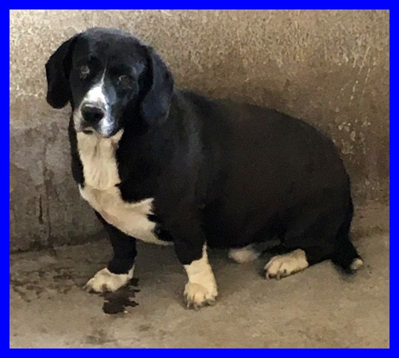 LILLO carinissimo simil bassotto 2 anni mai avuto amore 