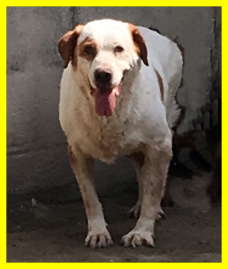 GREGORY adozione d'amore 7 anni ha dolori ed è in canile dalla nascita