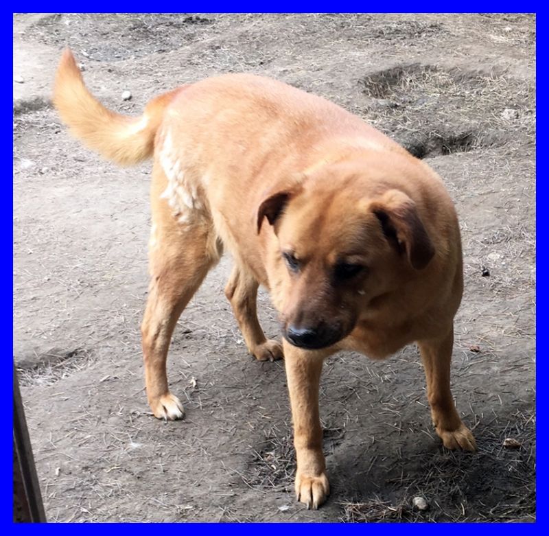 JUNIO 11 anni da 7 in canile cerca famiglia per gli ultimi anni della sua vita