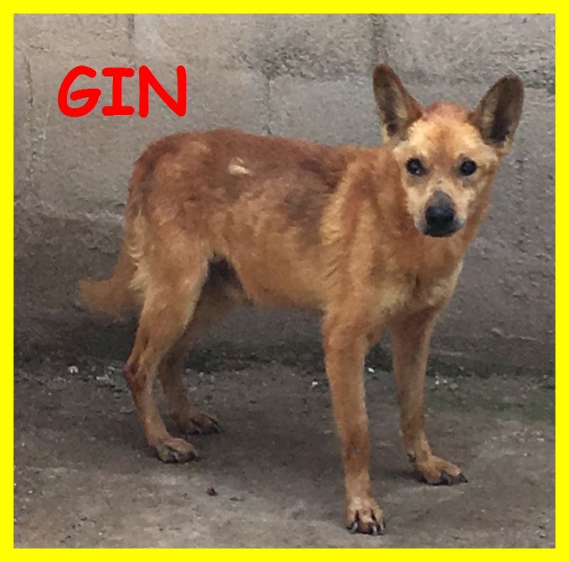 ADOTTATA  GIN E GILL adozione d'amore 7 kg 10 anni tutti in canile