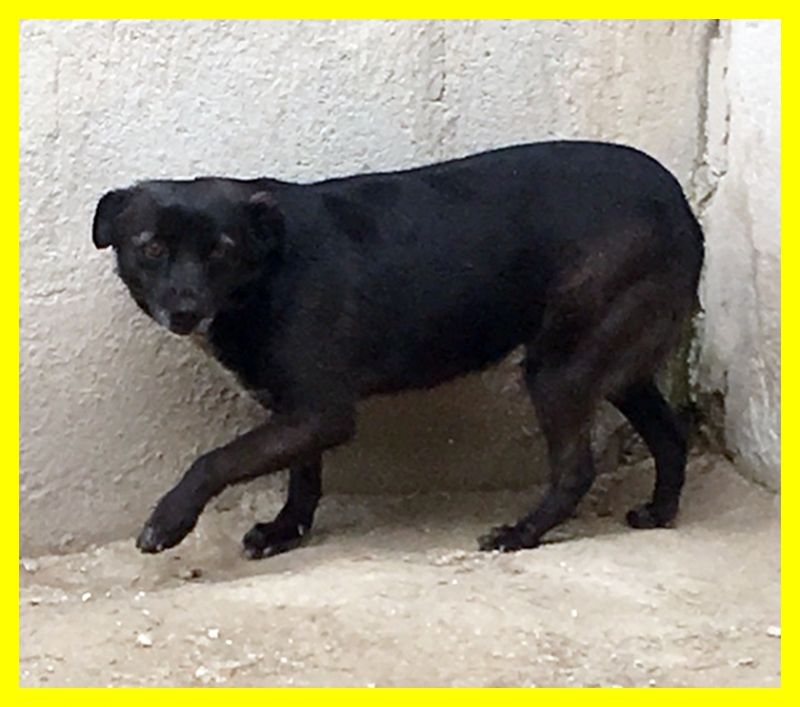 RUBY adozione d'amore 4 anni terrorizzata dalla vita in canile