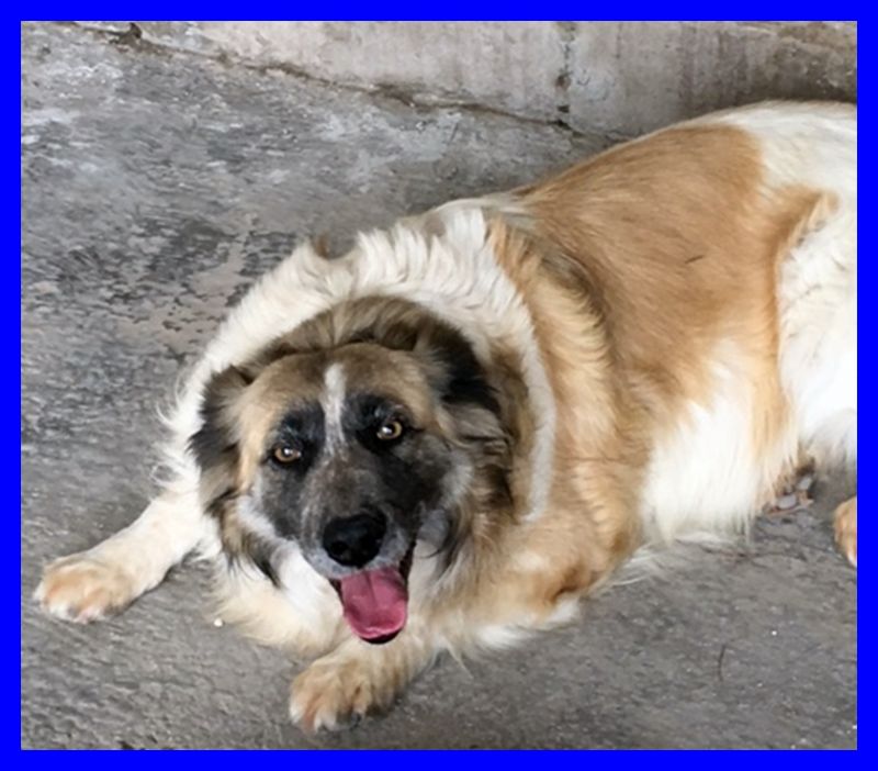 volataSHEILA 7 anni ma cuore di cucciola dolcissima e buonissima