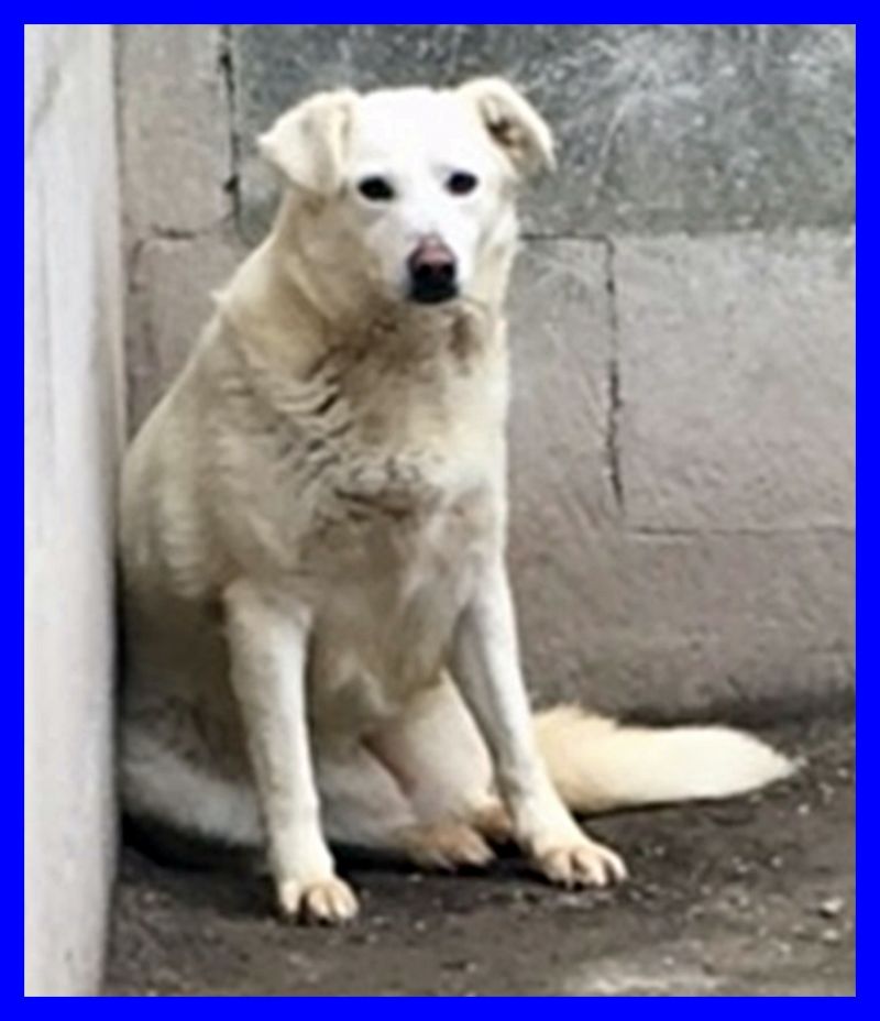 NEVE bellissima mix labrador 4 anni merita di più