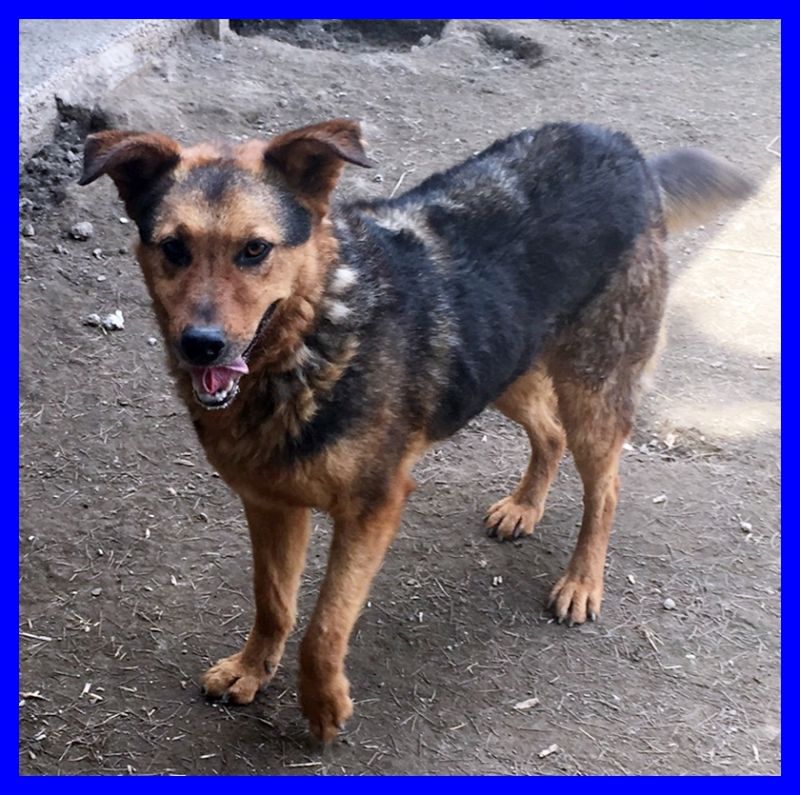 RINGO lupetto simpaticissimo adatto a tutti non vede l'ora di avere una famiglia