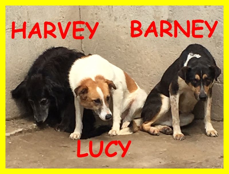 HARVEY LUCY E BARNEY anime disperate chiedono adozione d'amore AIUTATECI