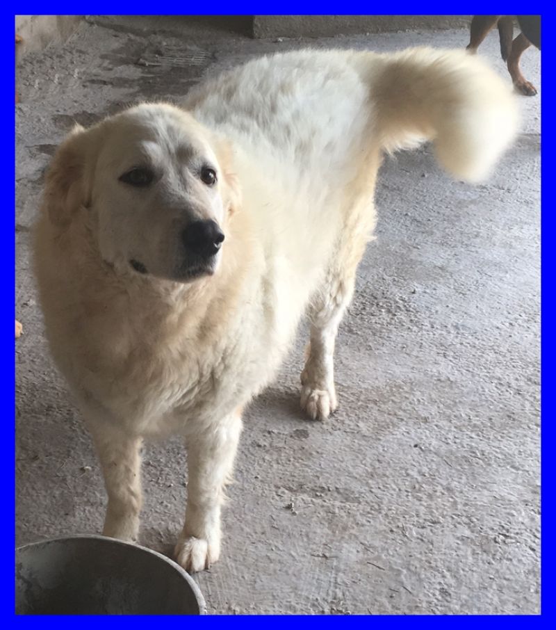 MERLIN pastore maremmano 6 anni in gigante buonissimo