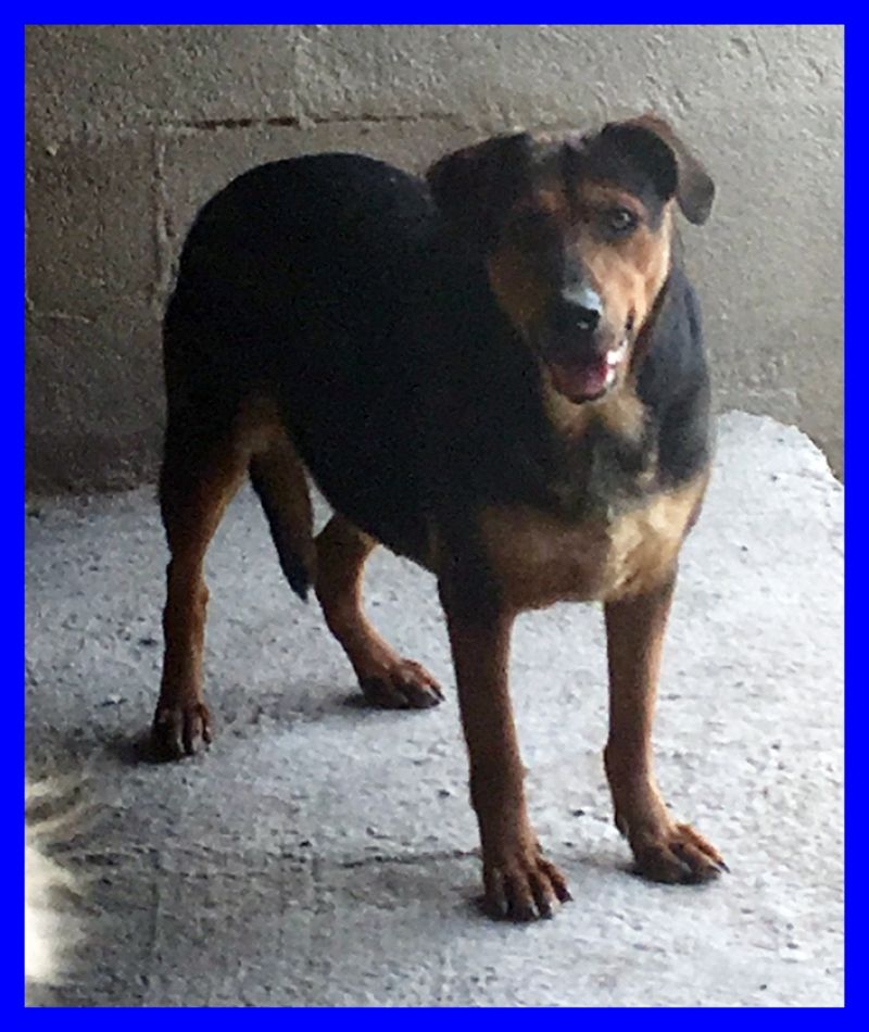 AMARANTA 4 anni buonissima in canile da quando aveva 3 mesi