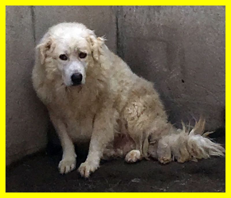 adottatoNOEL adozione d'amore ha gli occhi pieni di paura