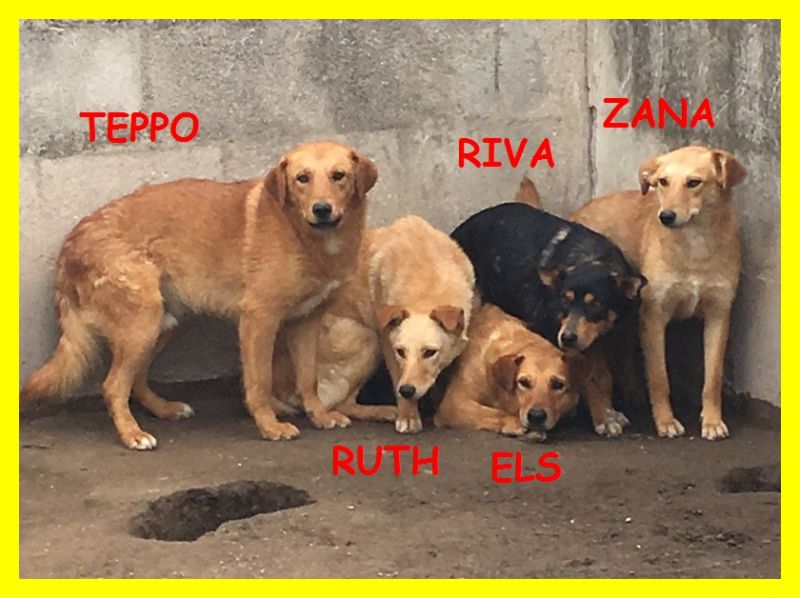 IL MUCCHIO SELVAGGIO una famiglia intera in canile ADOZIONE D'AMORE servono 5 miracoli