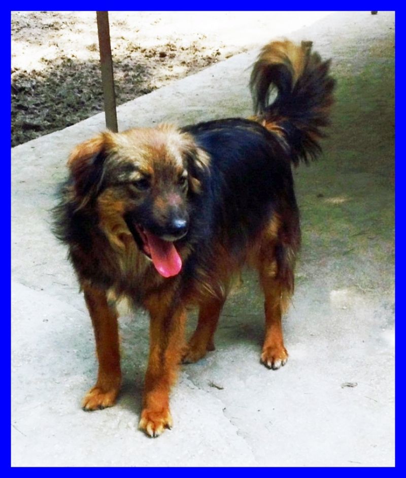 BORROMEO volpinetto 3 anni in canile da sempre ma gioioso e solare