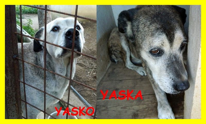 YASKO E YASKA adozione d'amore per due teneri nonnini 12 anni di canile