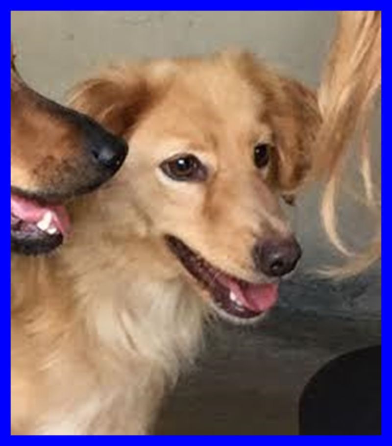 ADOTTATA  GIANNA mix volpinetta giovanissima timida ma coccolona