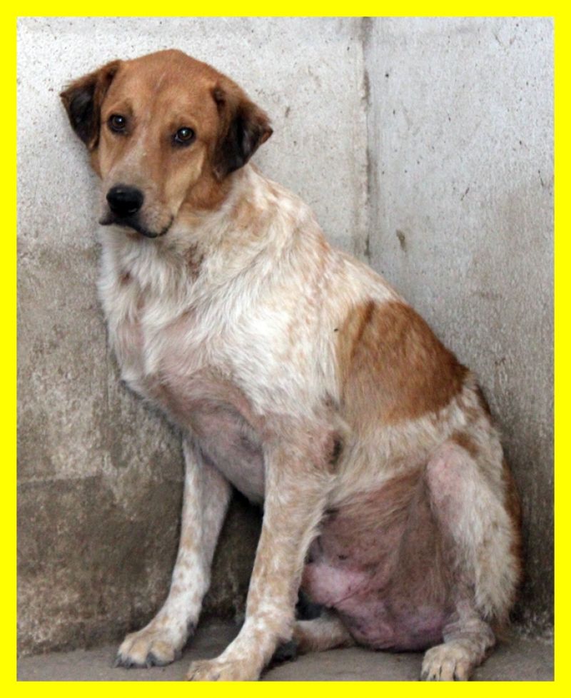 GORAN 7 anni di paura adozione d'amore per lui