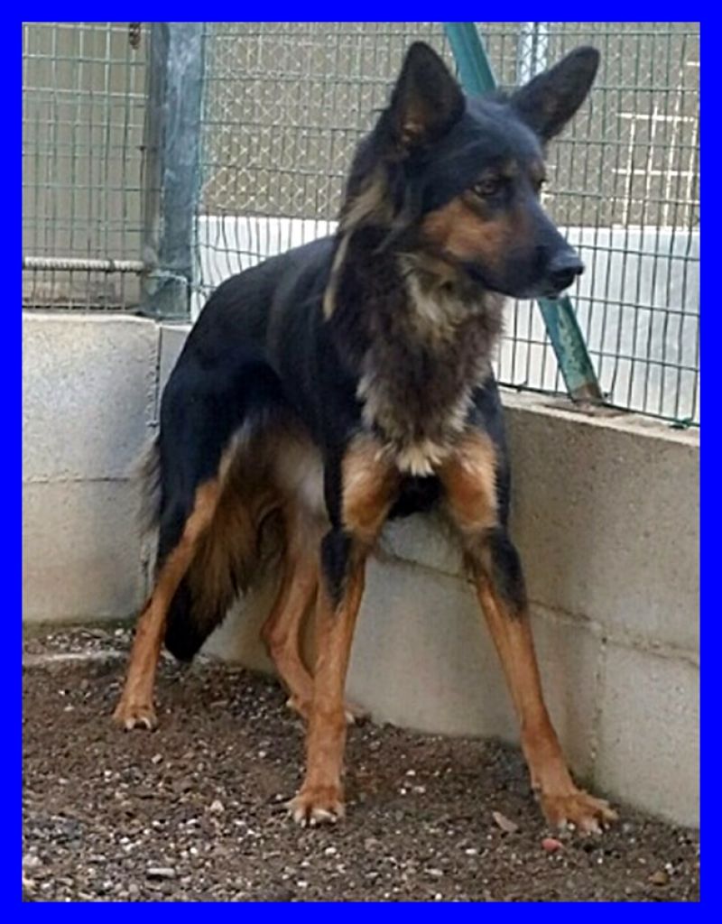 KITANA mix pastore tedesco bellissima e giovane aspetta una mamma