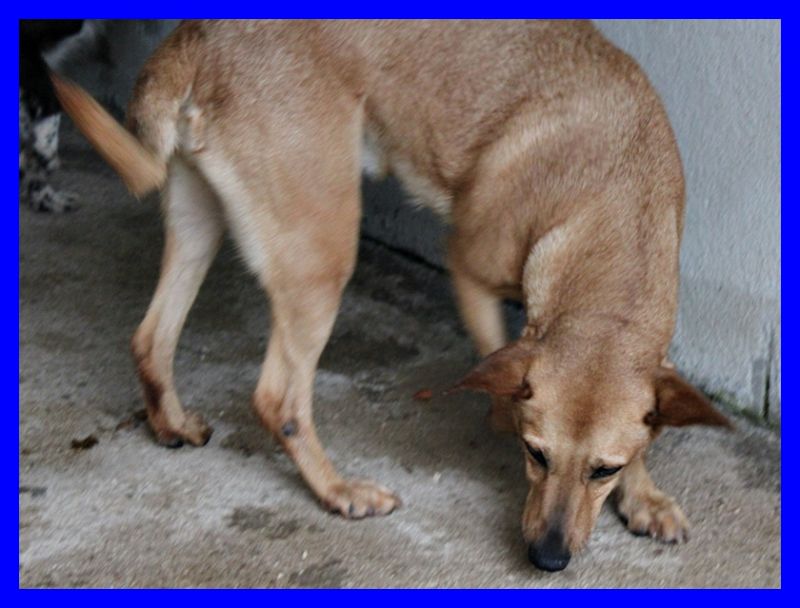 VALERIANA dolce cagnolina adora coccole e biscottini