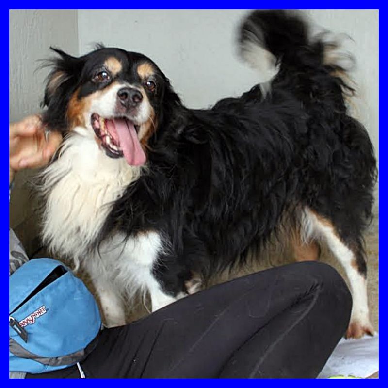 adottatoDANNY mix cavalier king tenero coccolone affettuosissimo