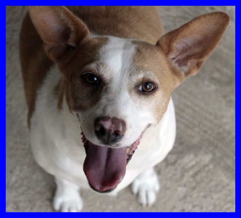 LOCA carattere meraviglioso e cuore d'oro ma ancora in gabbia