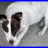 adottatoROMEO mix jack russel piccolo tenero coccolone ancora in canile