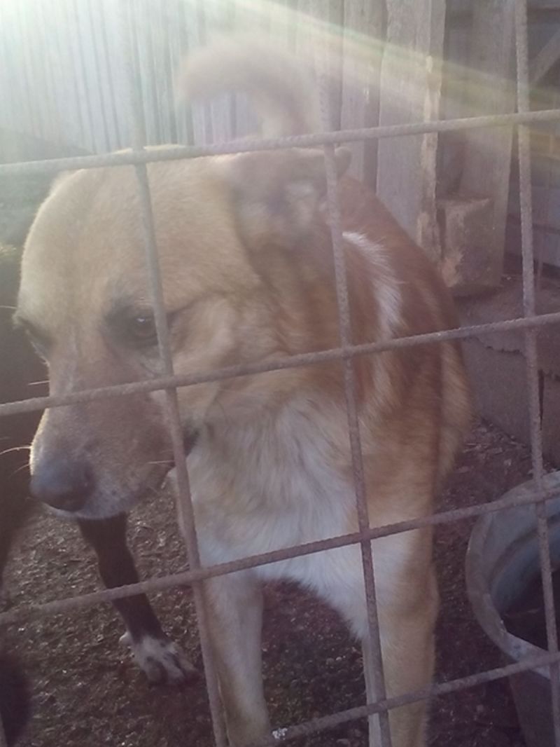 adottati MAX E CHICCO inseparabili si stanno lasciando andare URGENTE