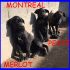 ADOTTATE  MERLOT PESTE E MONTREAL fantastici cuccioli mix labrador 5  mesi