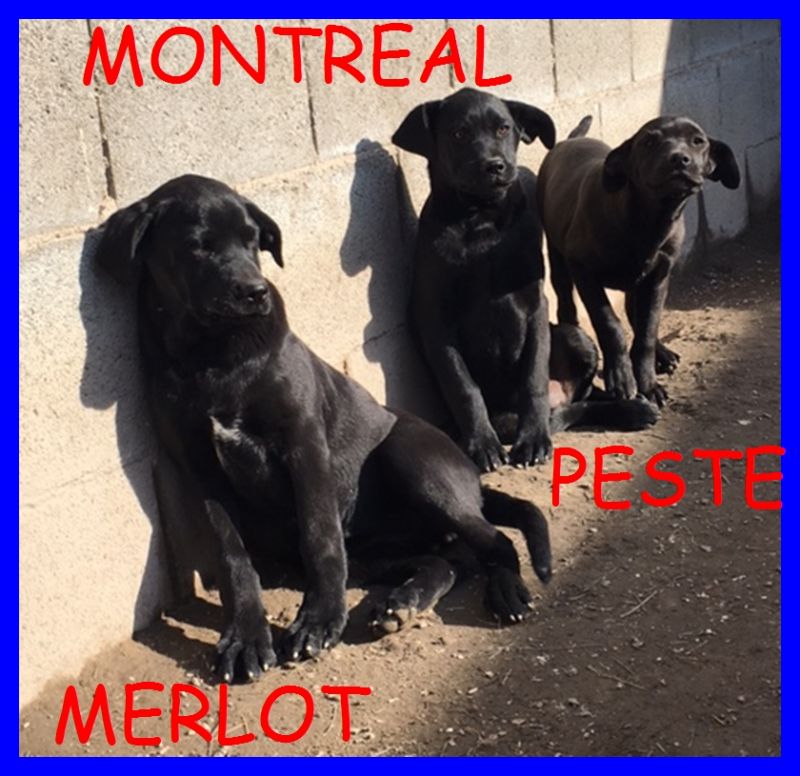 ADOTTATE  MERLOT PESTE E MONTREAL fantastici cuccioli mix labrador 5  mesi