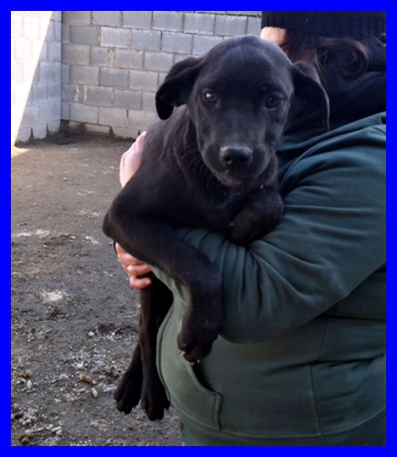 PESTE splendida cucciola 5 mesi mix labrador