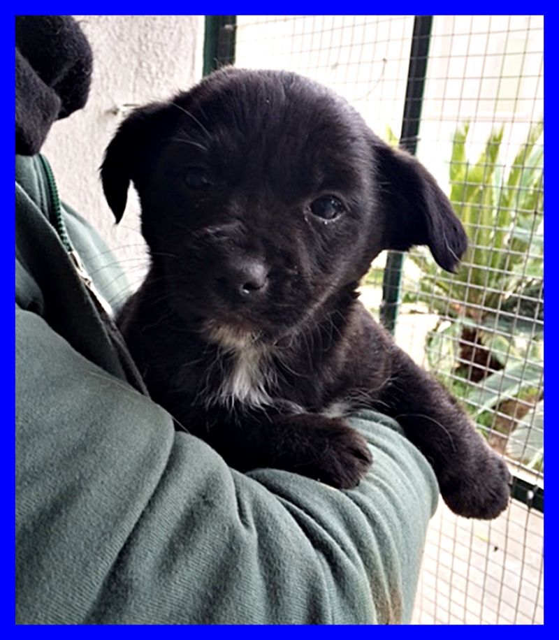 PORTHOS cucciolino 2 mesi abbandonato il 1 gennaio