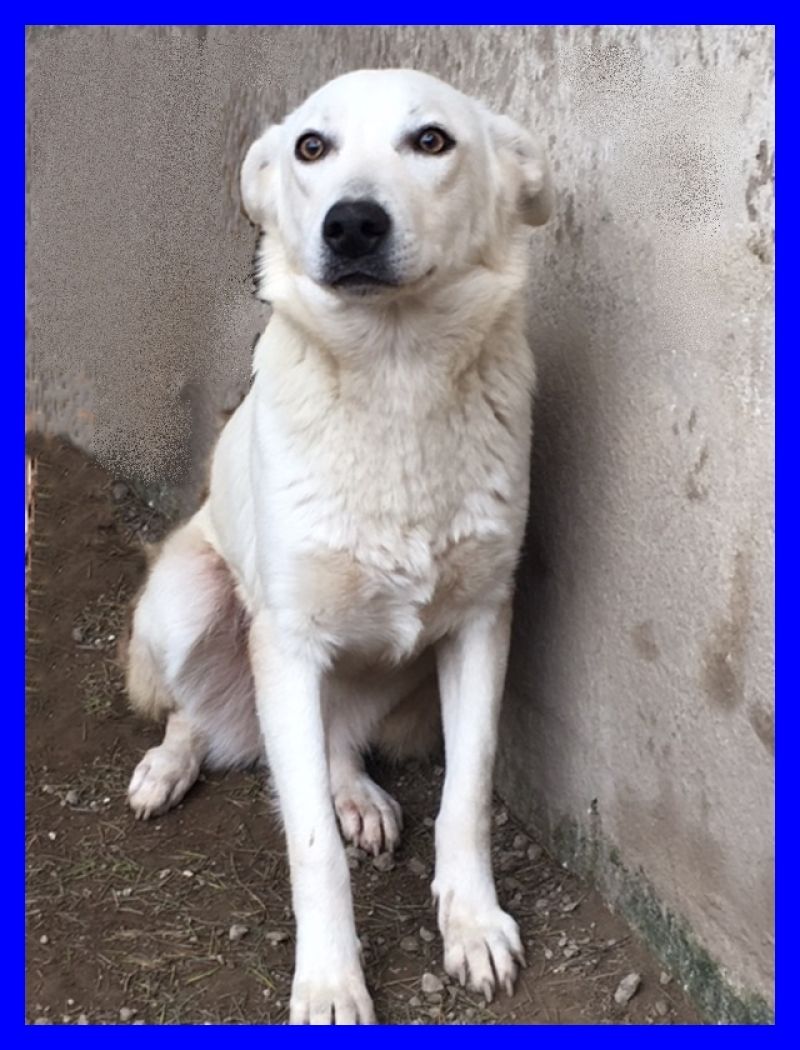 ADOTTATAAAA LITA cucciolona mix golden retriver bellissima buona e dolce