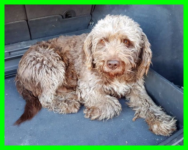 ADOTTATO ROCKY meraviglioso lagotto cerca casa