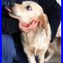 TALLERO cucciolone mix golden retriver catturato e rinchiuso