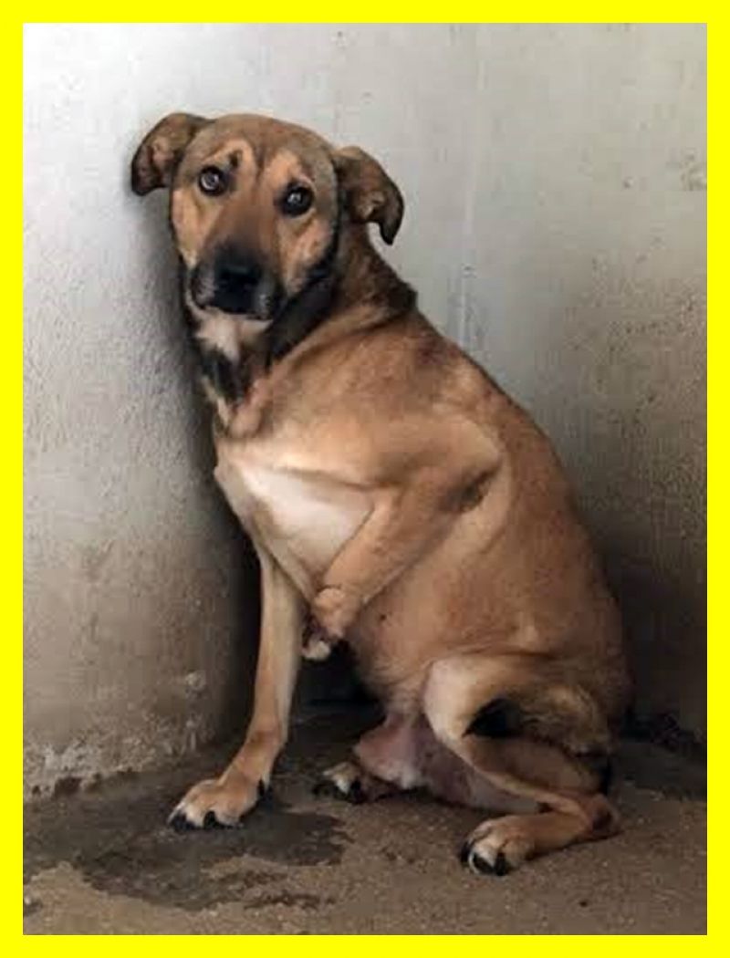 ADOTTATO SPLIT sofferente una zampetta tagliata ma affettuosissimo