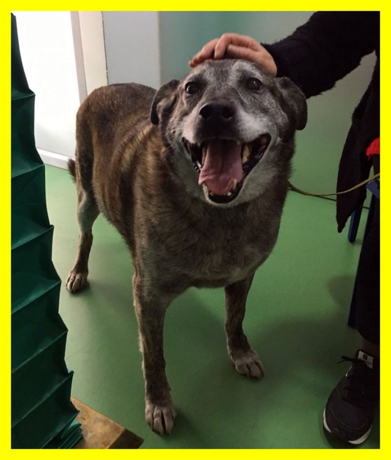 ADOTTATO PLINIO è tornato a sorridere ma non ha ancora una casa