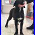 ADOTTATO DONNA MIMOSA cucciola 6 mesi bellissima mix labrador tolta dalla strada