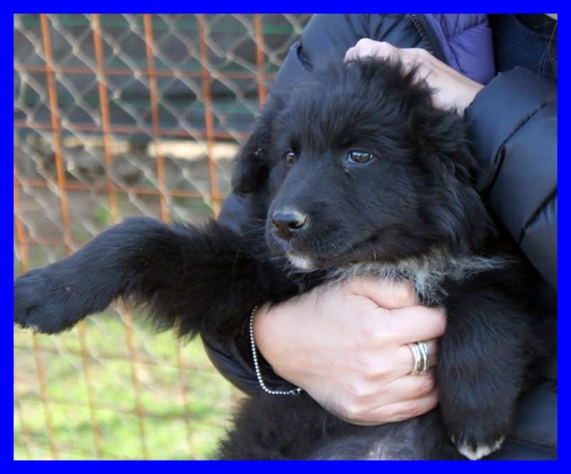 ADOTTATO FARRO stupendo cucciolo 3 mesi cerca mamma umana