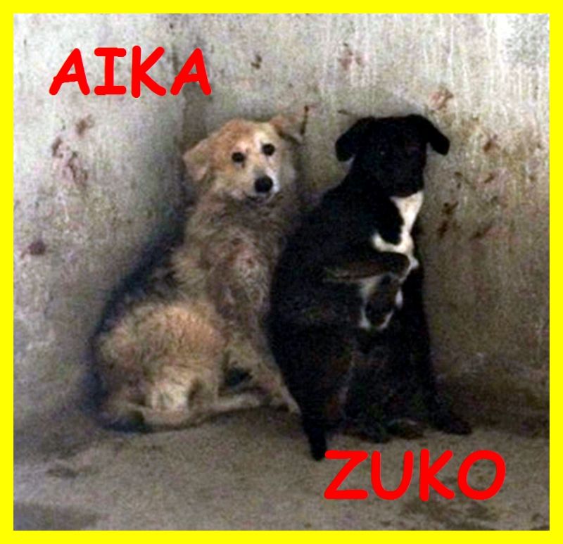 AIKA E ZUKO adozione d'amore casi disperati si proteggono a vicenda