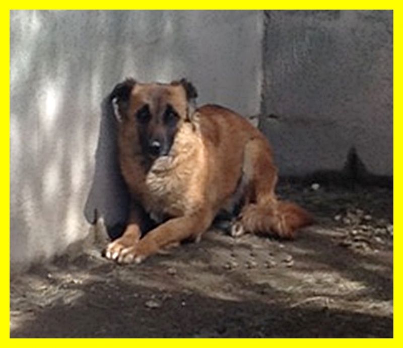 LINDA adozione d'amore per questa bella cagnolina terrorizzata