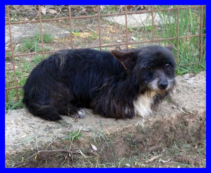 adottato ATTILA terrierino 2 anni tg piccola serve una famiglia