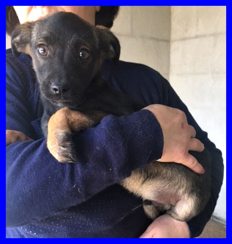 adottato CLARINETTO cucciolino 4 mesi adora stare in braccio