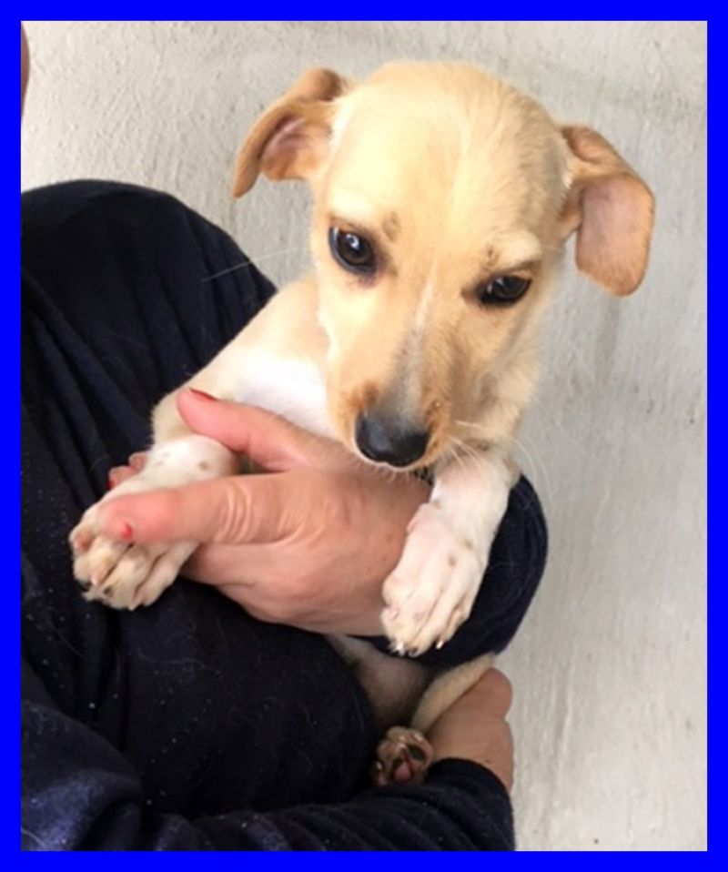 ADOTTATA  EMILY cucciola 4 mesi mix pinscherina color miele