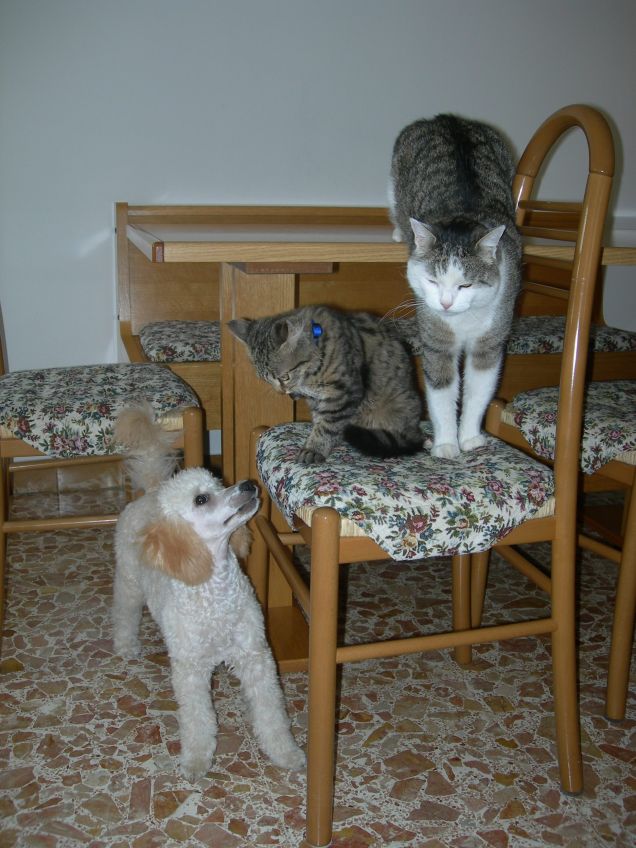 I tre moschettieri 