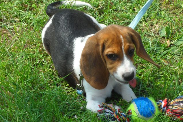 benny con la pallina