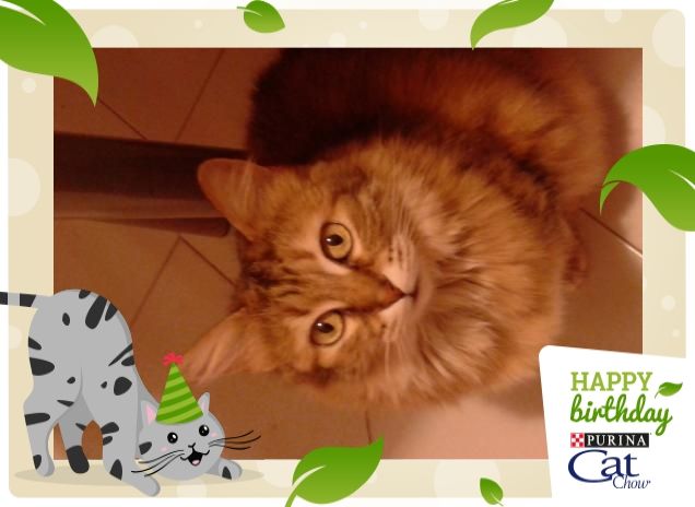 Sono una cat  model? 