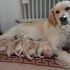 cuccioli di golden retriever