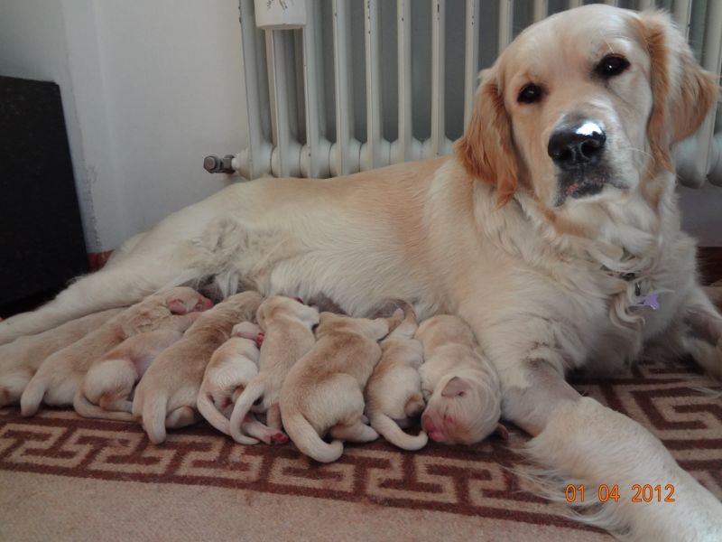 cuccioli di golden retriever