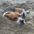 accoppiamento beagle